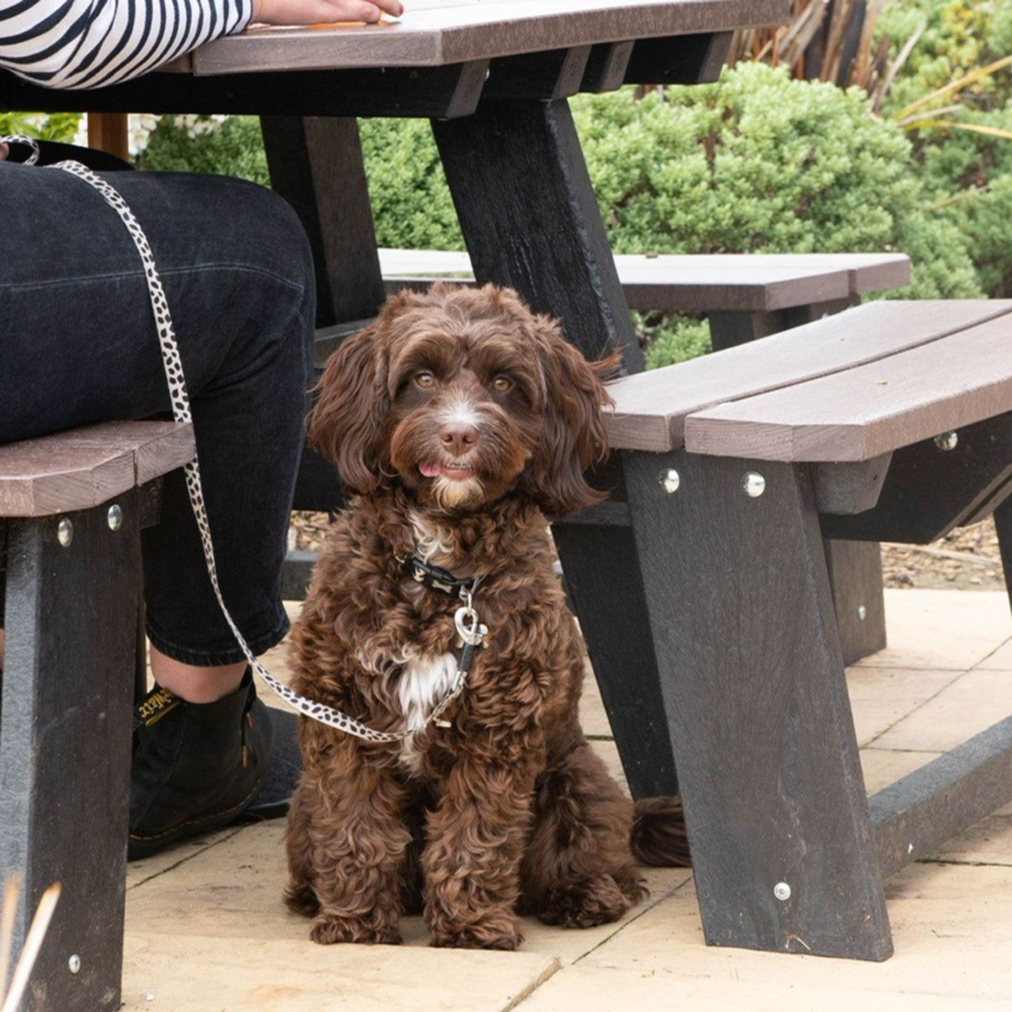 Your local dog friendly pub in Hull